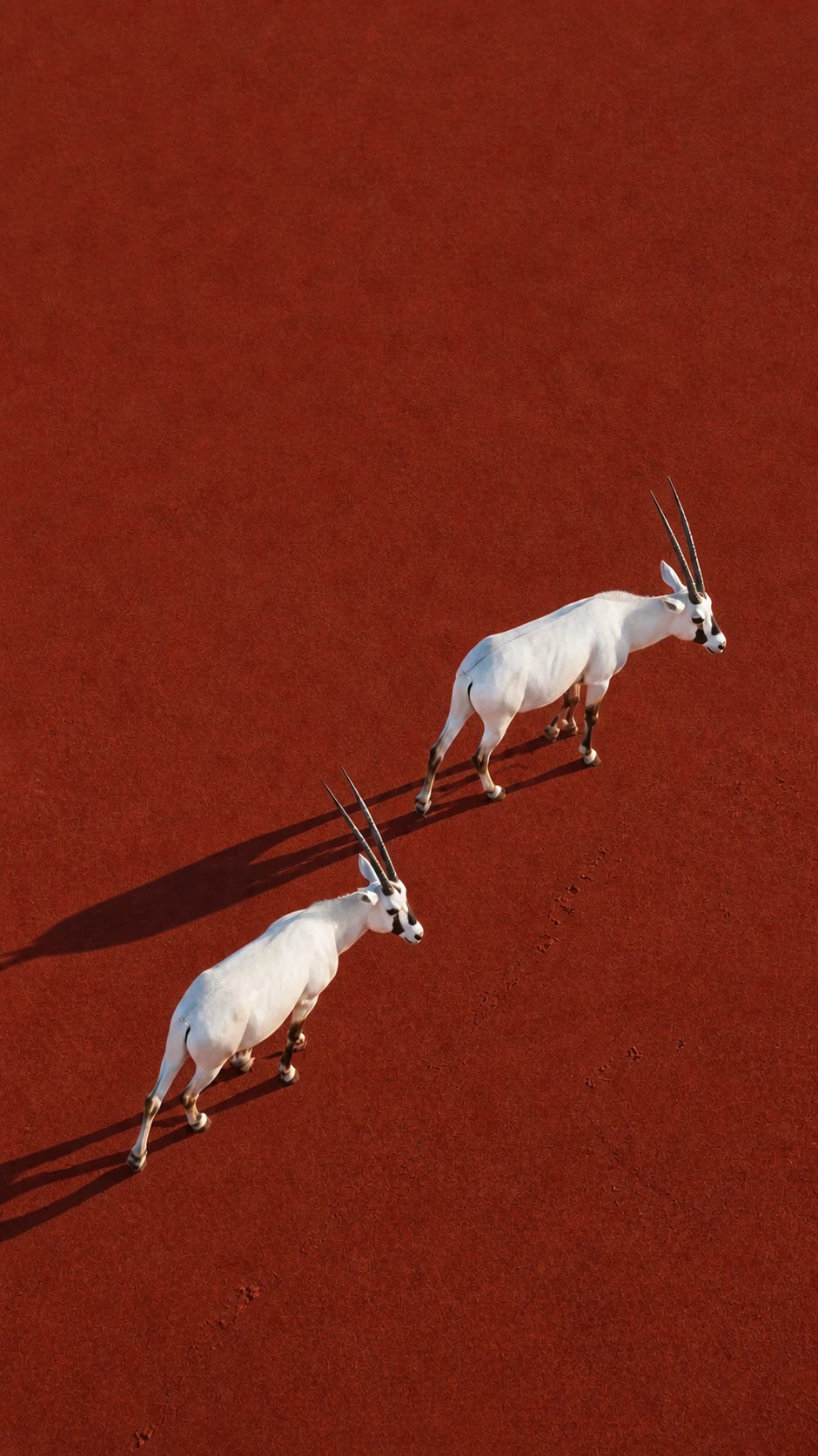 The Oryx walks first